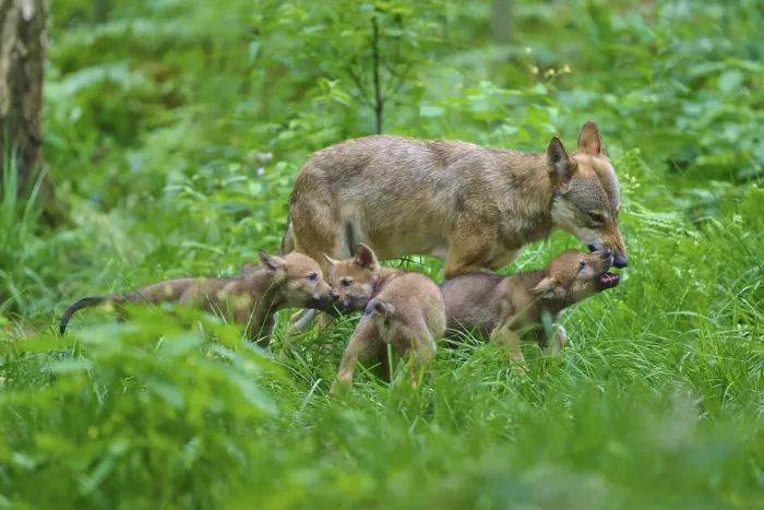Gerahmter Druck : Wölfe, die sich in einem dichten Wald begegnen. Gerahmter Druck : Wölfe, die sich in einem dichten Wald begegnen.