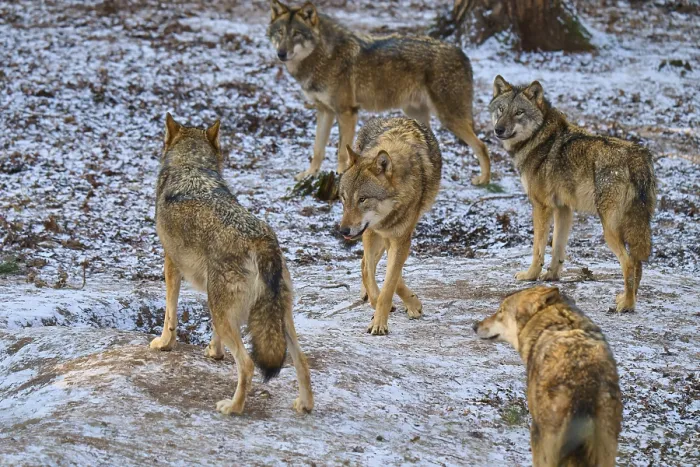 Gerahmter Druck : Fünf Wölfe interagieren ein Wolf in der Mitte im schneebedeckten Wald. Gerahmter Druck : Fünf Wölfe interagieren ein Wolf in der Mitte im schneebedeckten Wald.