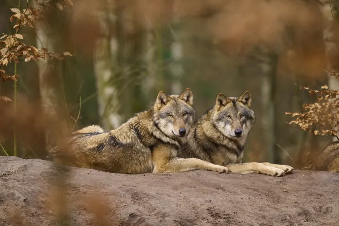Gerahmter Druck : Zwei Wölfe liegen nebeneinander im Wald. Gerahmter Druck : Zwei Wölfe liegen nebeneinander im Wald.