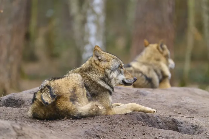 Gerahmter Druck : Zwei Wölfe liegen entspannt im Wald. Gerahmter Druck : Zwei Wölfe liegen entspannt im Wald.