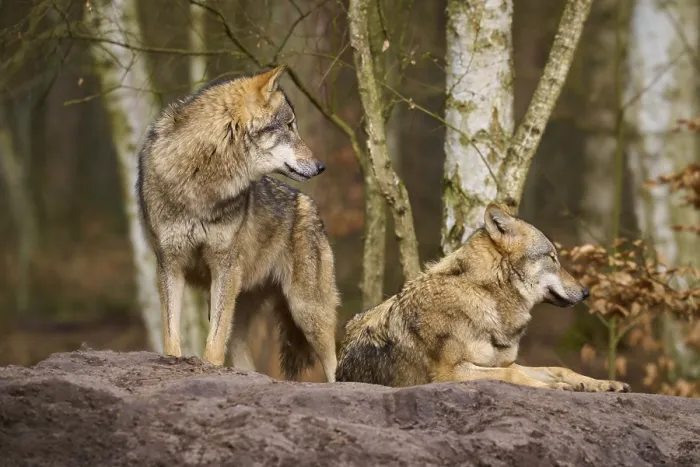 Gerahmter Druck : Zwei Wölfe auf einem Hügel im Wald. Gerahmter Druck : Zwei Wölfe auf einem Hügel im Wald.