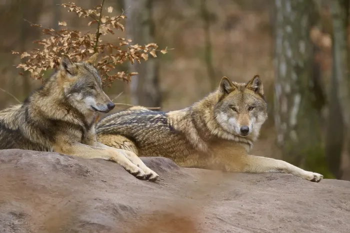 Gerahmter Druck : Zwei Wölfe ruhen nebeneinander in einem Herbstwald. Gerahmter Druck : Zwei Wölfe ruhen nebeneinander in einem Herbstwald.