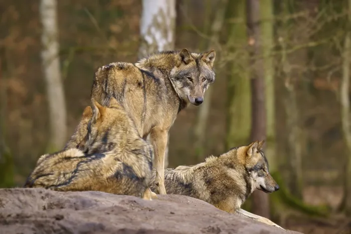 Gerahmter Druck : Drei Wölfe ruhen auf einem Hügel im Wald. Gerahmter Druck : Drei Wölfe ruhen auf einem Hügel im Wald.