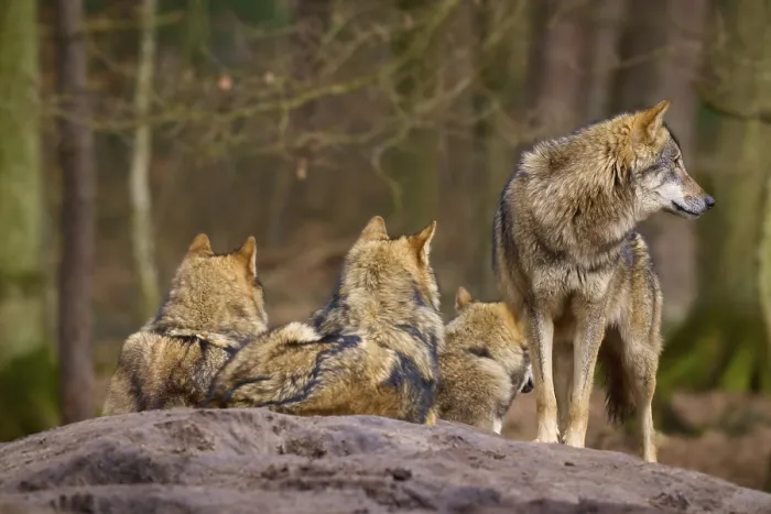 Gerahmter Druck : Drei Wölfe ruhen auf einem Hügel in einer dichten Wald. Gerahmter Druck : Drei Wölfe ruhen auf einem Hügel in einer dichten Wald.