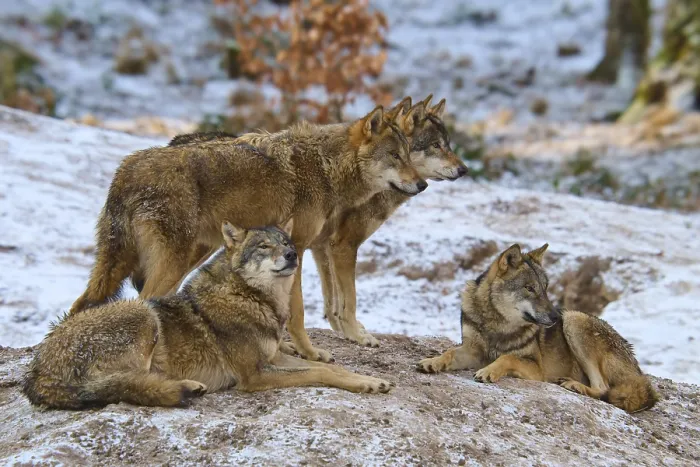 Gerahmter Druck : Vier Wölfe zusammen auf einer Schneehügel. Gerahmter Druck : Vier Wölfe zusammen auf einer Schneehügel.