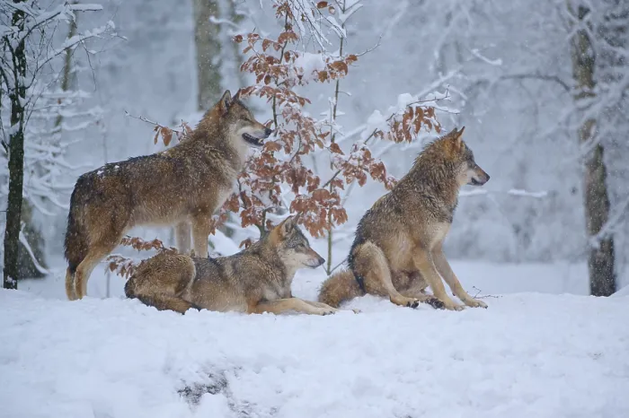 Gerahmter Druck : Drei Wölfe im schneebedeckten Wald.