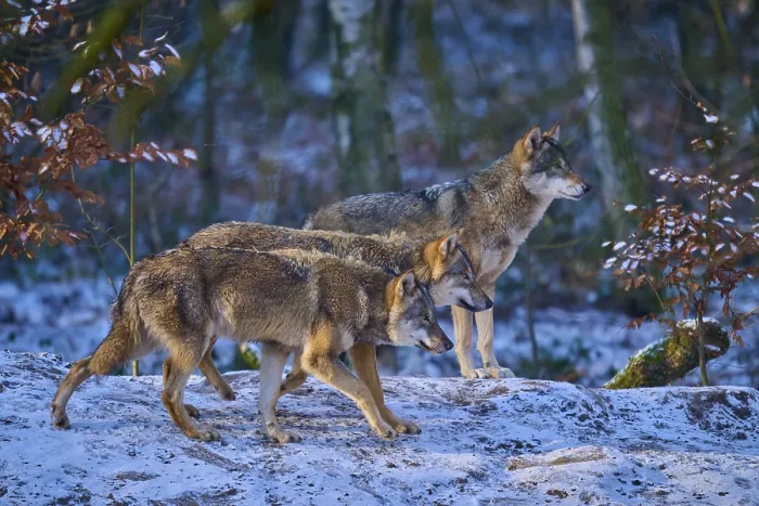 Gerahmter Druck : Drei Wölfe in einem schneebedeckten Wald. Gerahmter Druck : Drei Wölfe in einem schneebedeckten Wald.
