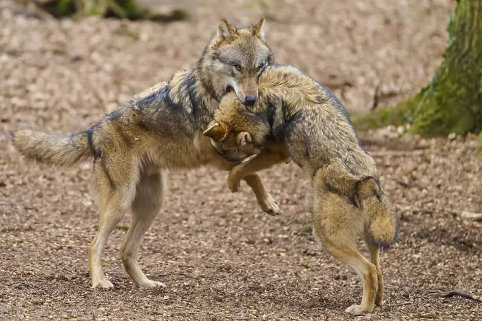 Gerahmter Druck : Zwei Wölfe stehen nah beieinander im Wald. Gerahmter Druck : Zwei Wölfe stehen nah beieinander im Wald.