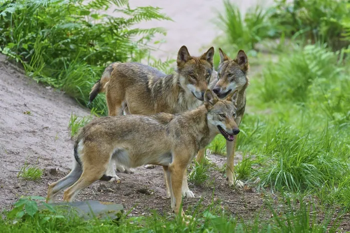 Gerahmter Druck : Drei Wölfe stehen dicht beieinander in einem Waldlichtung. Gerahmter Druck : Drei Wölfe stehen dicht beieinander in einem Waldlichtung.