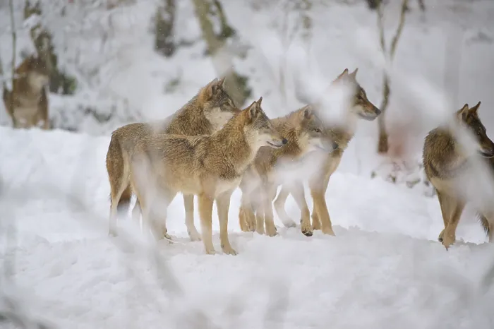 Gerahmter Druck : Fünf Wölfe stehen eng beieinander im Schnee des Waldes. Gerahmter Druck : Fünf Wölfe stehen eng beieinander im Schnee des Waldes.
