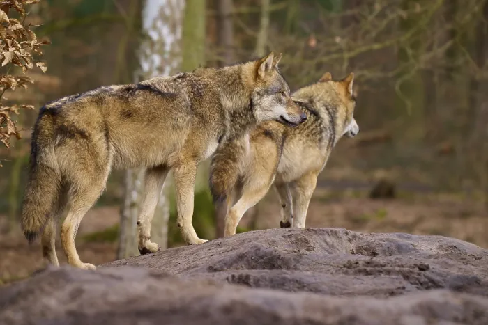 Gerahmter Druck : Zwei Wölfe stehen nebeneinander auf einem Hügel im Wald. Gerahmter Druck : Zwei Wölfe stehen nebeneinander auf einem Hügel im Wald.