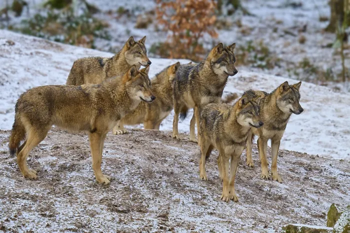 Gerahmter Druck : Sechs Wölfe stehen nebeneinander im Schnee. Gerahmter Druck : Sechs Wölfe stehen nebeneinander im Schnee.