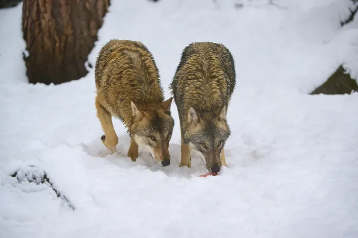 Gerahmter Druck : Zwei Wölfe, umgeben von Schnee. Gerahmter Druck : Zwei Wölfe, umgeben von Schnee.
