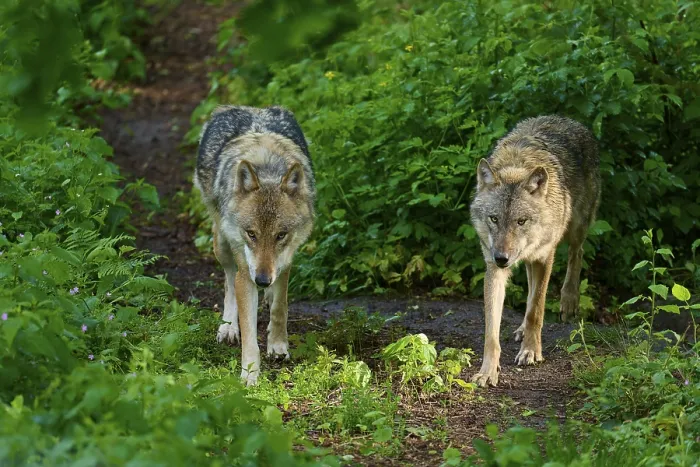 Gerahmter Druck : Zwei Wölfe gehen Seite an Seite entlang eines grünen. Gerahmter Druck : Zwei Wölfe gehen Seite an Seite entlang eines grünen.