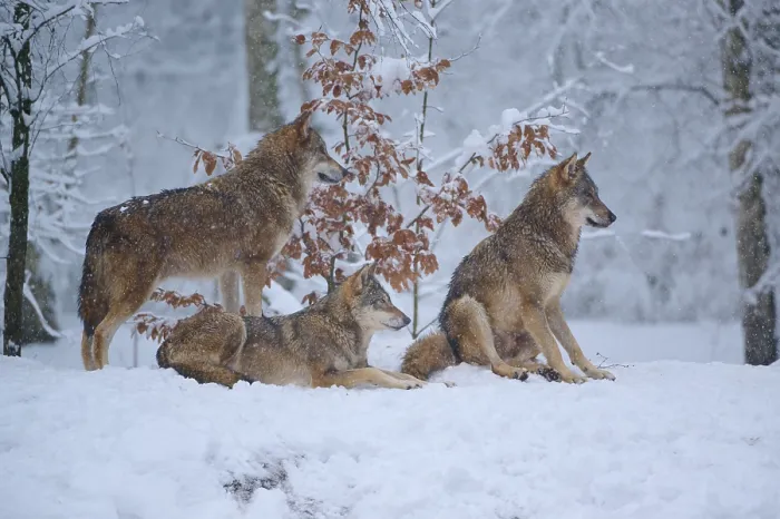 Gerahmter Druck : Drei Wölfe im winterlichen Wald. Gerahmter Druck : Drei Wölfe im winterlichen Wald.