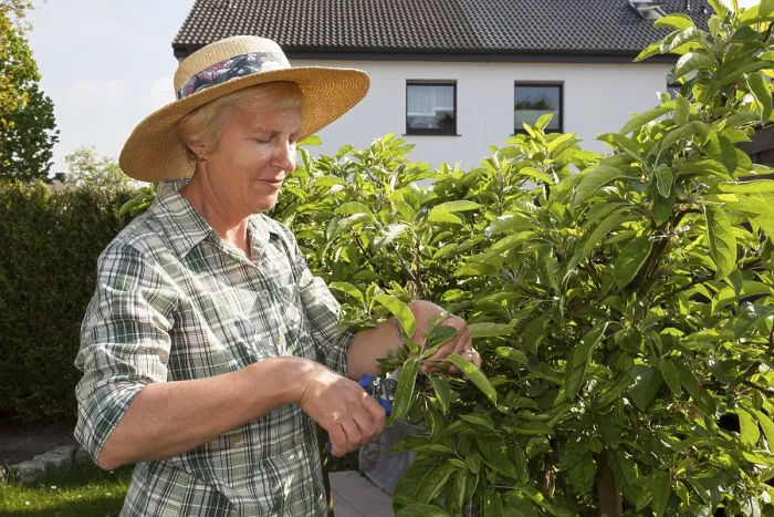Gerahmter Druck : Frau schneidet ein Obstbaum. Gerahmter Druck : Frau schneidet ein Obstbaum.