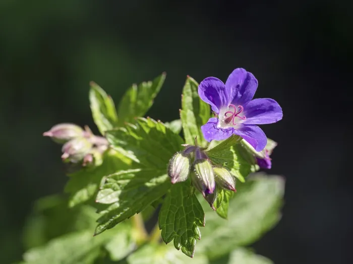 Gerahmter Druck : Weiden-Schwingel (Geranium sylvaticum)