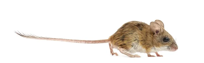 Gerahmter Druck : Holzmaus erkundet einen weißen Hintergrund. Gerahmter Druck : Holzmaus erkundet einen weißen Hintergrund.