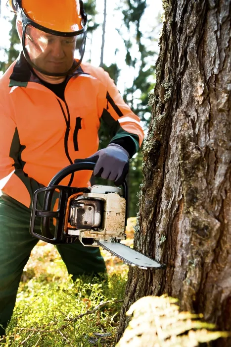 Gerahmter Druck : Ein Holzfäller bei der Arbeit im Wald. Gerahmter Druck : Ein Holzfäller bei der Arbeit im Wald.