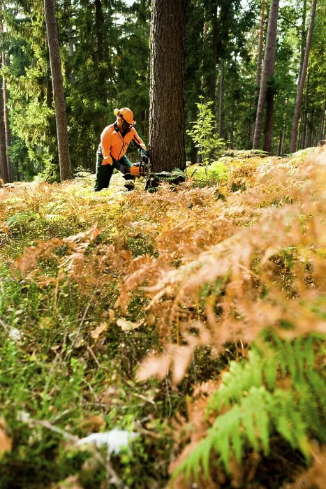 Gerahmter Druck : Ein Holzhauer am Werk im Wald.