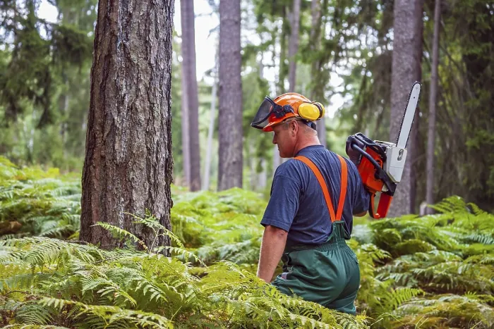 Gerahmter Druck : Ein Holzhauer am Werk im Wald. Gerahmter Druck : Ein Holzhauer am Werk im Wald.