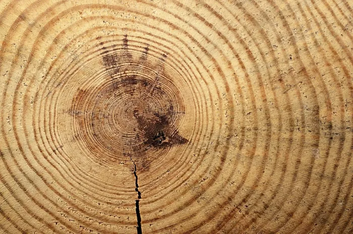 Gerahmter Druck : Holzring mit einem gespaltenen Holzkern. Gerahmter Druck : Holzring mit einem gespaltenen Holzkern.