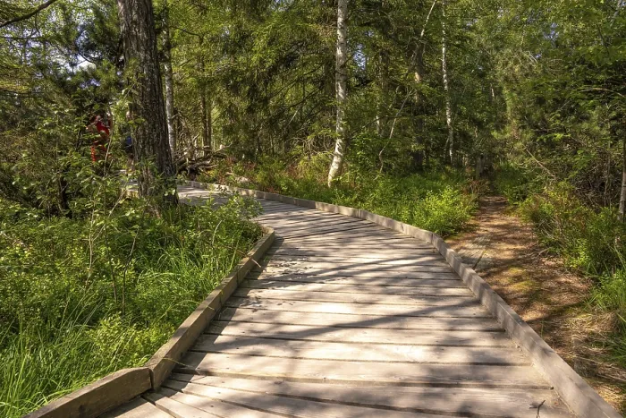 Gerahmter Druck : Holzweg durch den Hochmoor. Gerahmter Druck : Holzweg durch den Hochmoor.