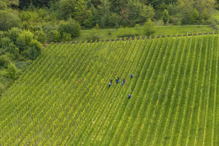 Gerahmter Druck : Arbeiter bewegen sich in einem umfangreichen, grünen Weinberg. Gerahmter Druck : Arbeiter bewegen sich in einem umfangreichen, grünen Weinberg.