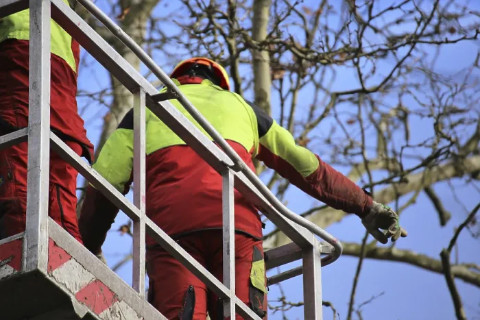 Gerahmter Druck : Arbeiter auf der Arbeitsplattform schneiden oder pflegen Bäume. Gerahmter Druck : Arbeiter auf der Arbeitsplattform schneiden oder pflegen Bäume.