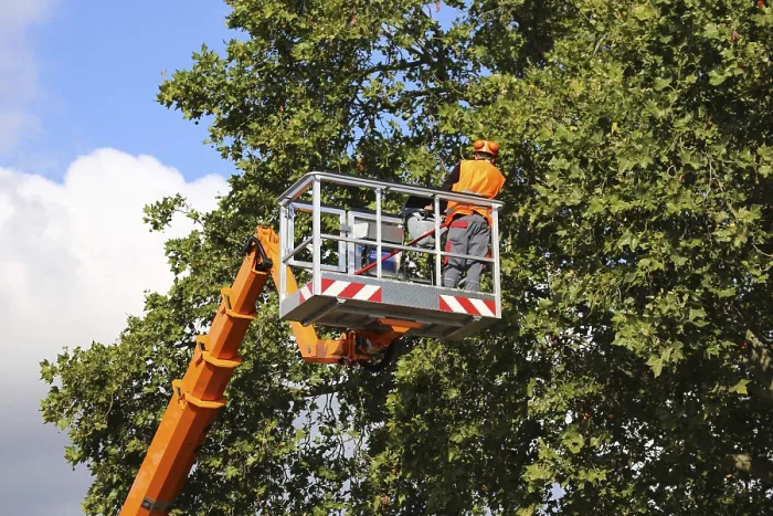 Gerahmter Druck : Arbeiter auf der Arbeitsplattform beschneiden oder pflegen Bäume. Gerahmter Druck : Arbeiter auf der Arbeitsplattform beschneiden oder pflegen Bäume.