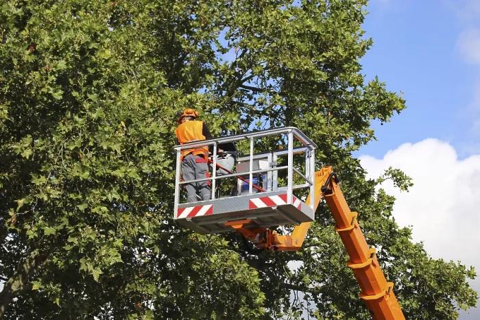 Gerahmter Druck : Arbeiter auf der Arbeitsplattform schneiden oder pflegen Bäume. Gerahmter Druck : Arbeiter auf der Arbeitsplattform schneiden oder pflegen Bäume.