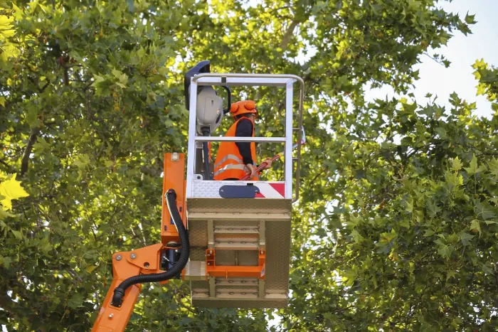 Gerahmter Druck : Arbeiter auf der Arbeitsplattform schneiden oder pflegen Bäume. Gerahmter Druck : Arbeiter auf der Arbeitsplattform schneiden oder pflegen Bäume.