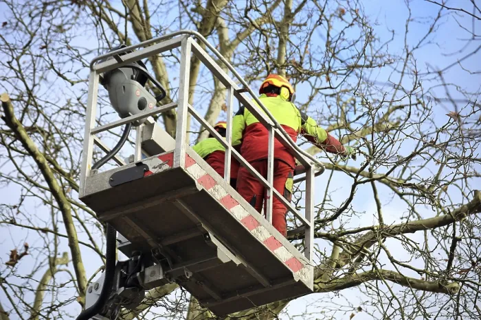 Gerahmter Druck : Arbeiter auf einer Arbeitsplattform pflegen Bäume Gerahmter Druck : Arbeiter auf einer Arbeitsplattform pflegen Bäume