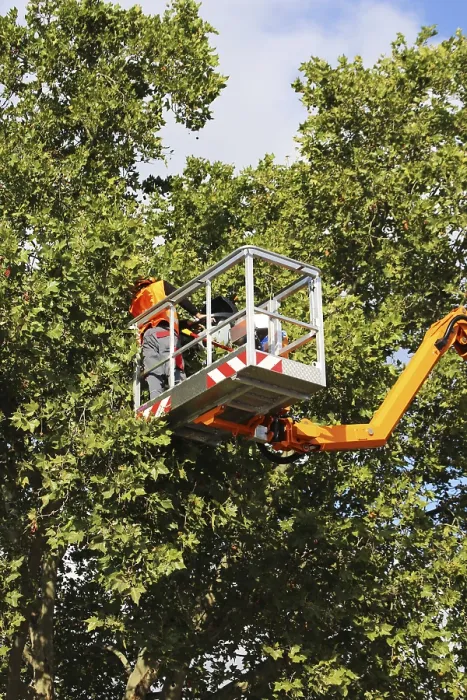 Gerahmter Druck : Arbeiter auf der Arbeitsplattform schneiden oder pflegen Bäume. Gerahmter Druck : Arbeiter auf der Arbeitsplattform schneiden oder pflegen Bäume.