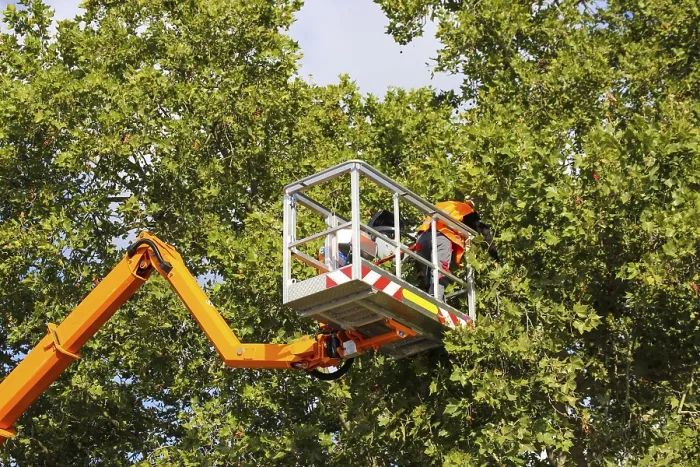 Gerahmter Druck : Arbeiter auf der Arbeitsplattform schneiden oder pflegen Bäume. Gerahmter Druck : Arbeiter auf der Arbeitsplattform schneiden oder pflegen Bäume.