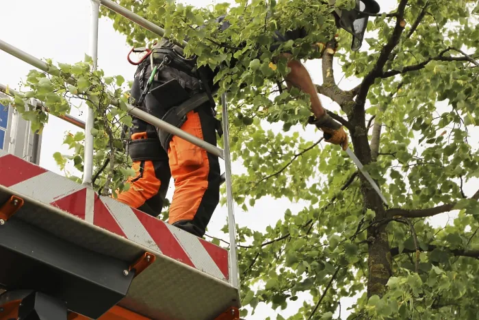 Gerahmter Druck : Arbeiter auf der Arbeitsplattform beschneiden oder pflegen Bäume. Gerahmter Druck : Arbeiter auf der Arbeitsplattform beschneiden oder pflegen Bäume.