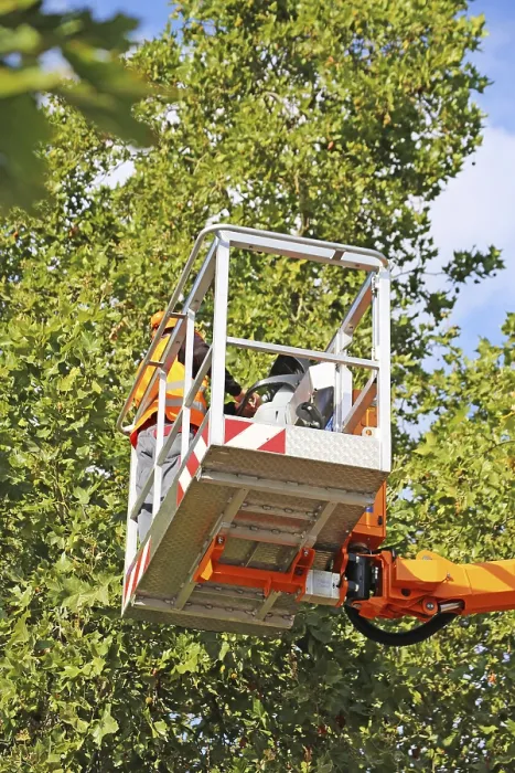 Gerahmter Druck : Arbeiter auf der Arbeitsplattform beschneiden oder unterhalten Bäume. Gerahmter Druck : Arbeiter auf der Arbeitsplattform beschneiden oder unterhalten Bäume.