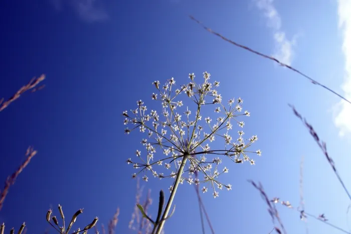 Gerahmter Druck : Yarrow Gerahmter Druck : Yarrow