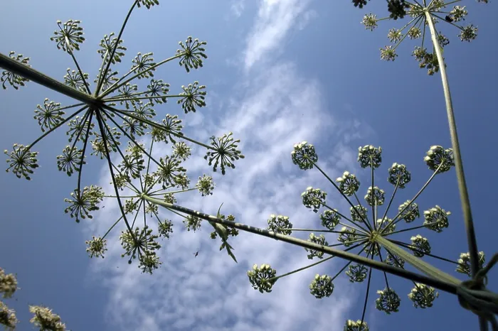 Gerahmter Druck : Yarrow Gerahmter Druck : Yarrow