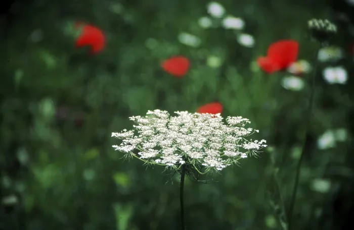 Gerahmter Druck : Yarrow Gerahmter Druck : Yarrow