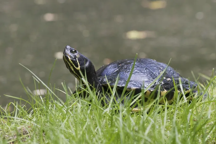 Gerahmter Druck : Gelbbauch-Schildkröte (Trachemys scripta scripta) Gerahmter Druck : Gelbbauch-Schildkröte (Trachemys scripta scripta)