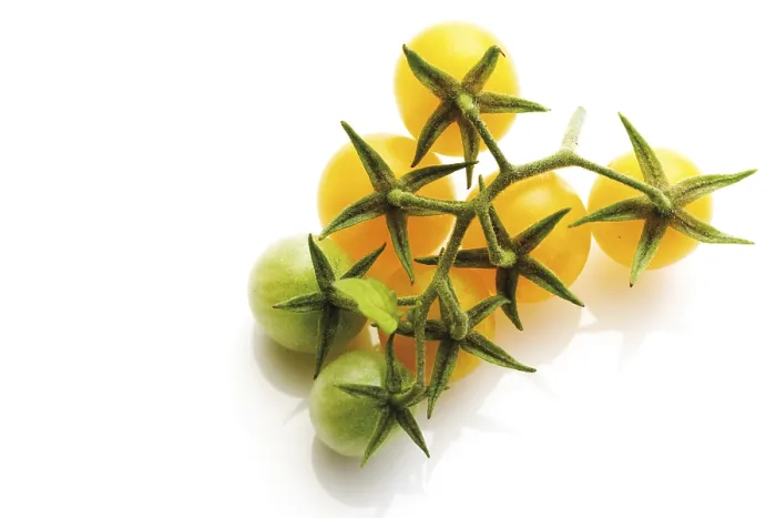 Gerahmter Druck : Gelbe Kirschtomaten. Gerahmter Druck : Gelbe Kirschtomaten.