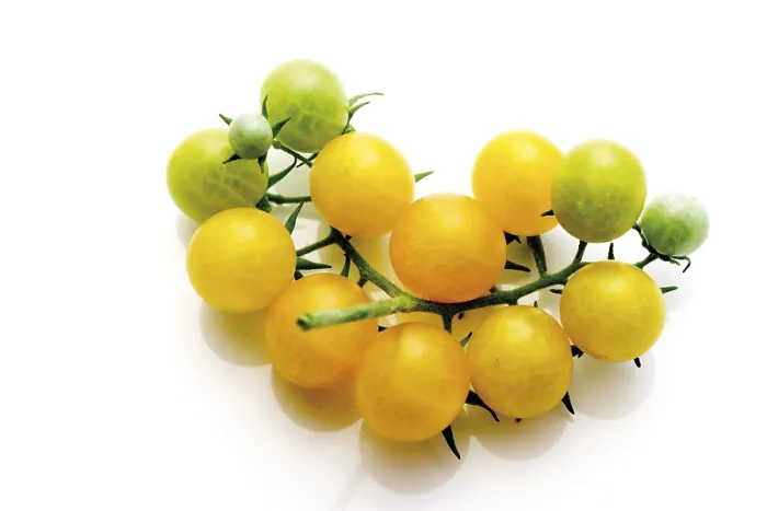 Gerahmter Druck : Gelbe Kirschtomaten. Gerahmter Druck : Gelbe Kirschtomaten.