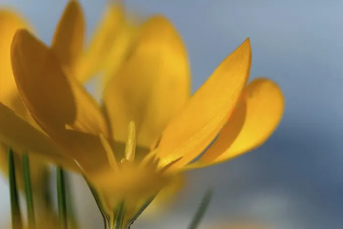 Gerahmter Druck : Gelber Knoblauch (Crocus) Gerahmter Druck : Gelber Knoblauch (Crocus)
