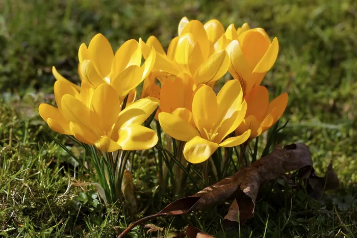 Gerahmter Druck : Gelber Knoblauch (Crocus flavus) Gerahmter Druck : Gelber Knoblauch (Crocus flavus)