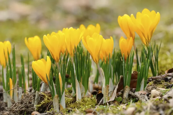 Gerahmter Druck : Gelbe Kreuzblumen (Crocus), Deutschland