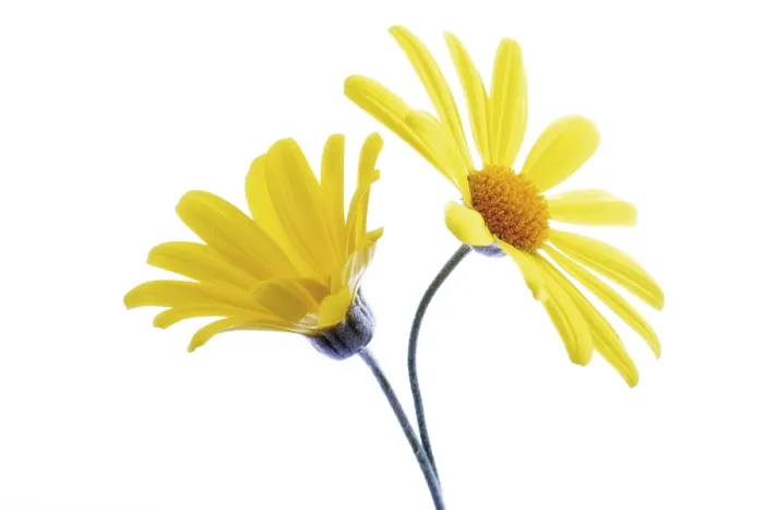Gerahmter Druck : Gelbe Euryopsblüten. Gerahmter Druck : Gelbe Euryopsblüten.