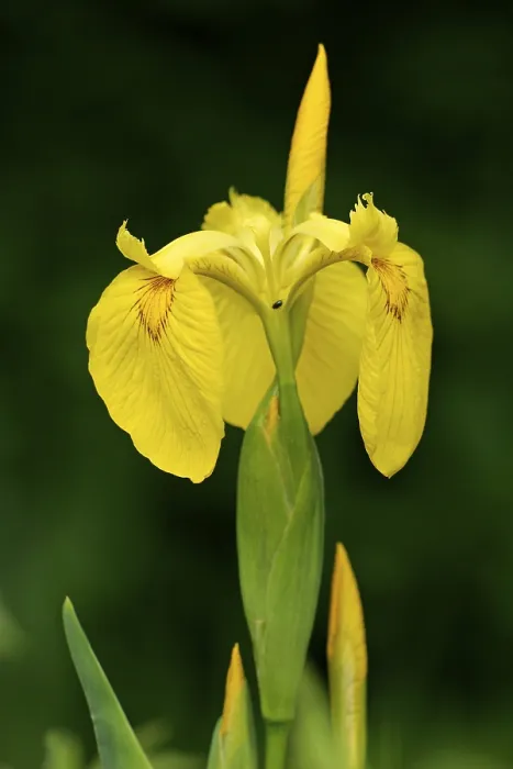 Gerahmter Druck : Gelbe Flagge - Flaggen-Iris (Iris pseudacorus) Gerahmter Druck : Gelbe Flagge - Flaggen-Iris (Iris pseudacorus)