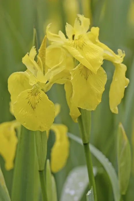Gerahmter Druck : Gelbe Flaggenlilie (Iris pseudacorus) Gerahmter Druck : Gelbe Flaggenlilie (Iris pseudacorus)