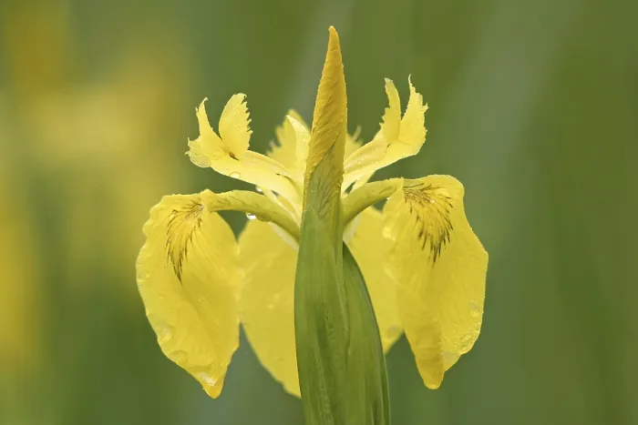 Gerahmter Druck : Gelbe Flaggen- Iris (Iris pseudacorus) Gerahmter Druck : Gelbe Flaggen- Iris (Iris pseudacorus)